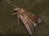 Xestia xanthographa